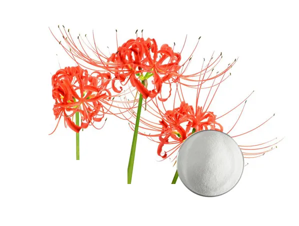 98% Galanthamine Lycoris Radiata Herb Extract for Myasthenia, Myopathy