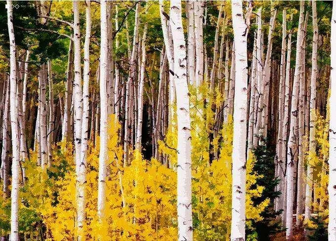 High Quality Birch Bark Extract Wholesale Price Supply 98% Magnolia Officinalis Bark Extract Magnolol Honokiol